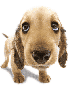 狗狗怎么止咳_治療狗狗咳嗽的最快的藥_狗狗快速止咳方法