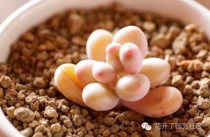 凈化空氣多肉可以放室內嗎_多肉凈化空氣_多肉可以凈化空氣嗎