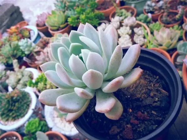 扛凍的多肉_多肉怕凍嗎_多肉怕凍吧