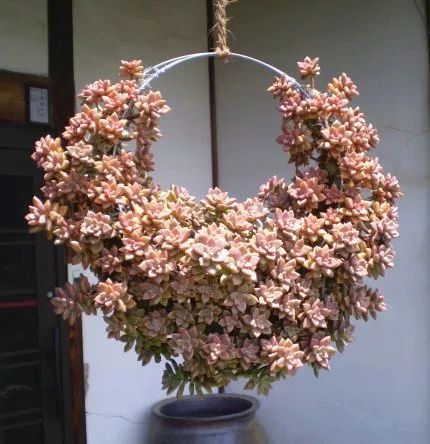 多肉怕凍嗎_多肉怕凍吧_扛凍的多肉