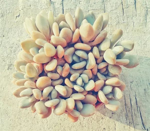 多肉怕凍吧_扛凍的多肉_多肉怕凍嗎