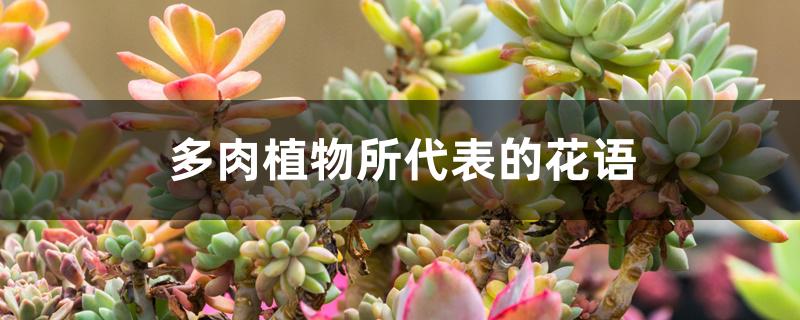 多肉植物所代表的花語