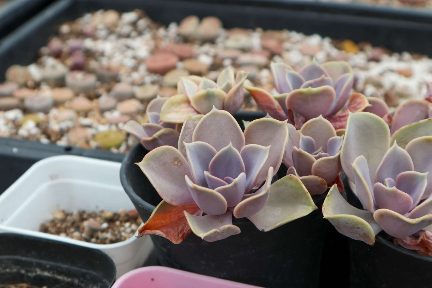 蒂亞多肉花語_多肉植物蒂亞_多肉植物蒂亞什么寓意