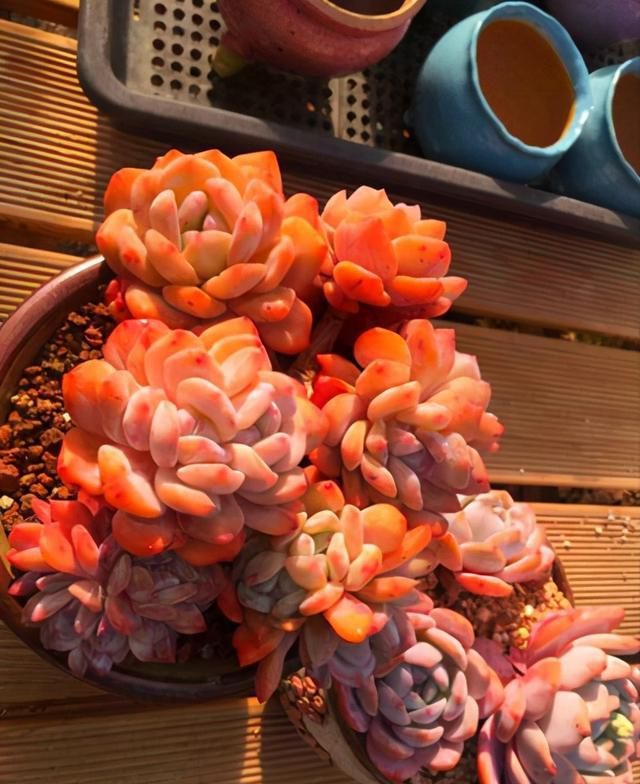 卡羅拉多肉_多肉卡羅拉有毒嗎_多肉卡羅拉好養嗎