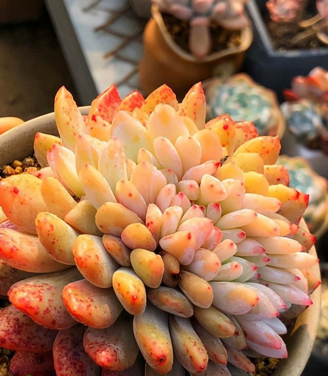 卡羅拉多肉_多肉卡羅拉好養嗎_多肉卡羅拉有毒嗎