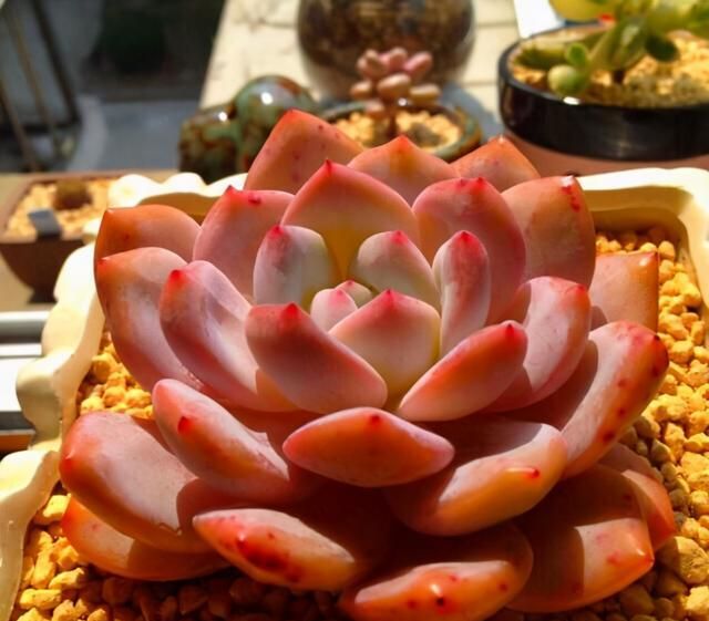 卡羅拉多肉_多肉卡羅拉有毒嗎_多肉卡羅拉好養嗎