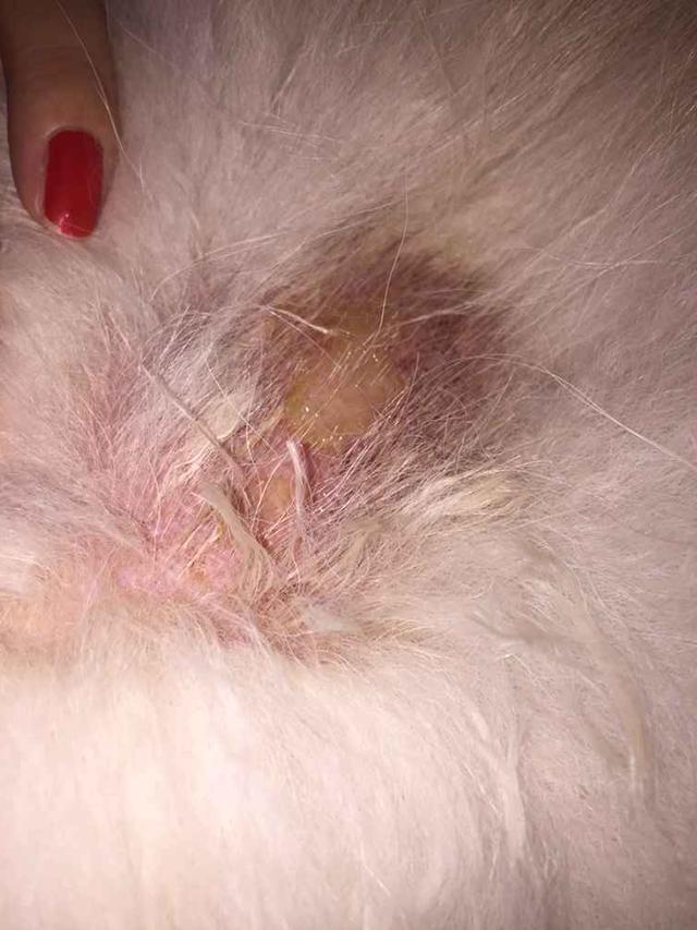 狗狗皮膚病的藥多少錢_狗狗皮膚病內(nèi)服藥_狗狗皮膚病用什么藥