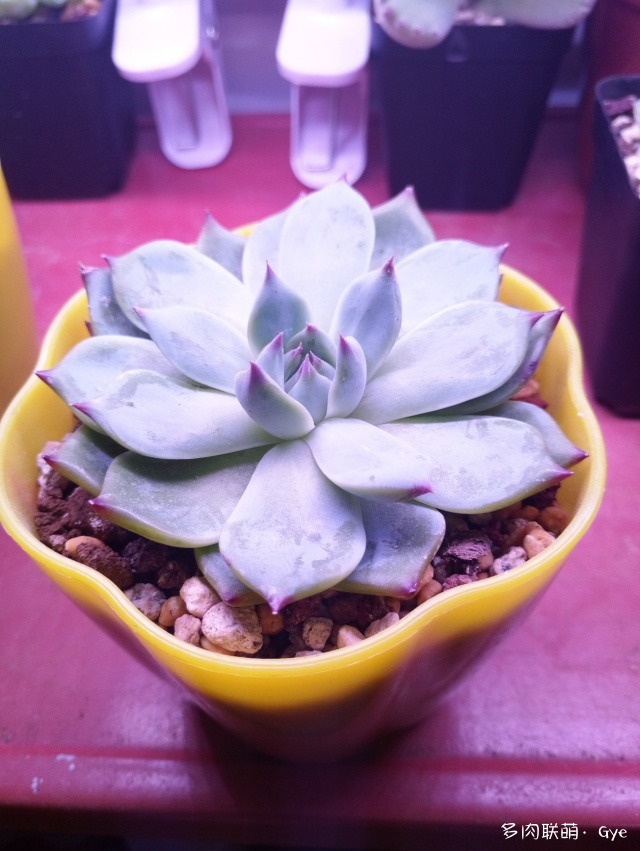 月亮石多肉繁殖_月亮石多肉好養嗎_多肉月亮石還叫什么名字