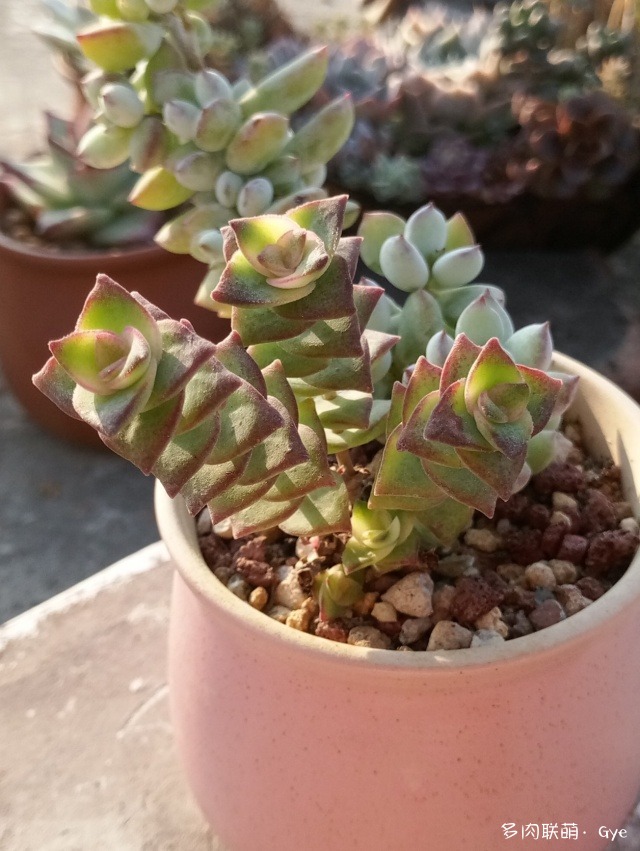 多肉月亮石還叫什么名字_月亮石多肉繁殖_月亮石多肉好養嗎