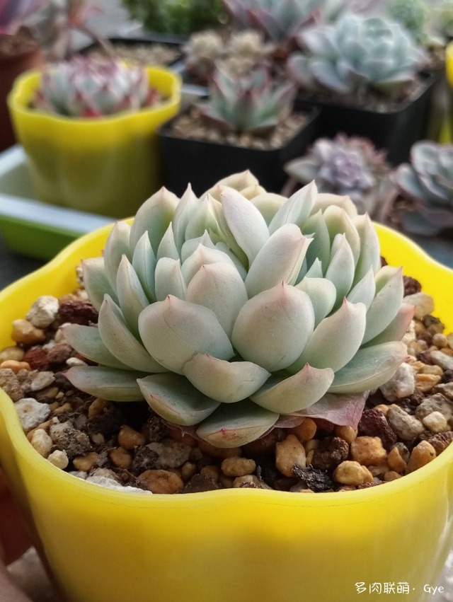 多肉月亮石還叫什么名字_月亮石多肉繁殖_月亮石多肉好養嗎