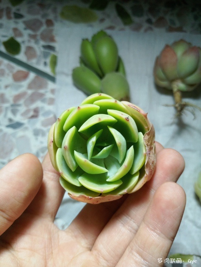 月亮石多肉好養嗎_月亮石多肉繁殖_多肉月亮石還叫什么名字