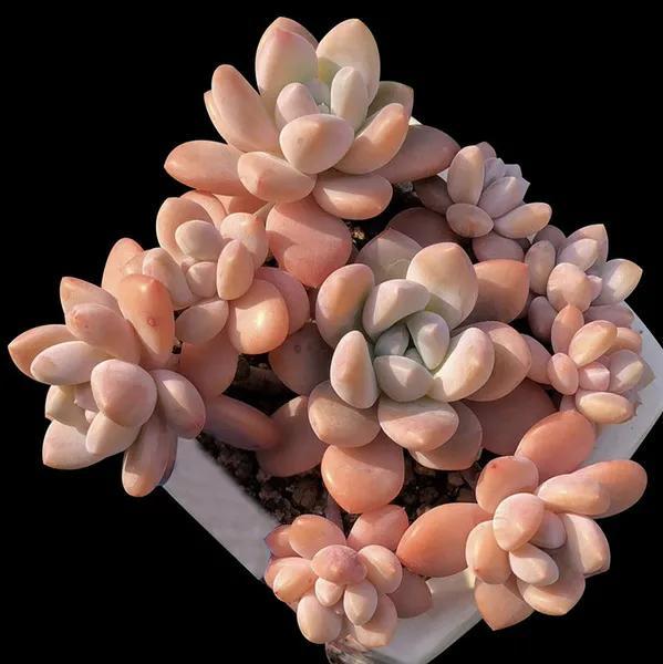 多肉洛神的養殖方法和注意事項_洛神多肉好養活嗎_洛神多肉很難養