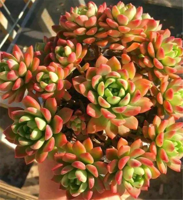 洛神多肉很難養_洛神多肉好養活嗎_多肉洛神的養殖方法和注意事項