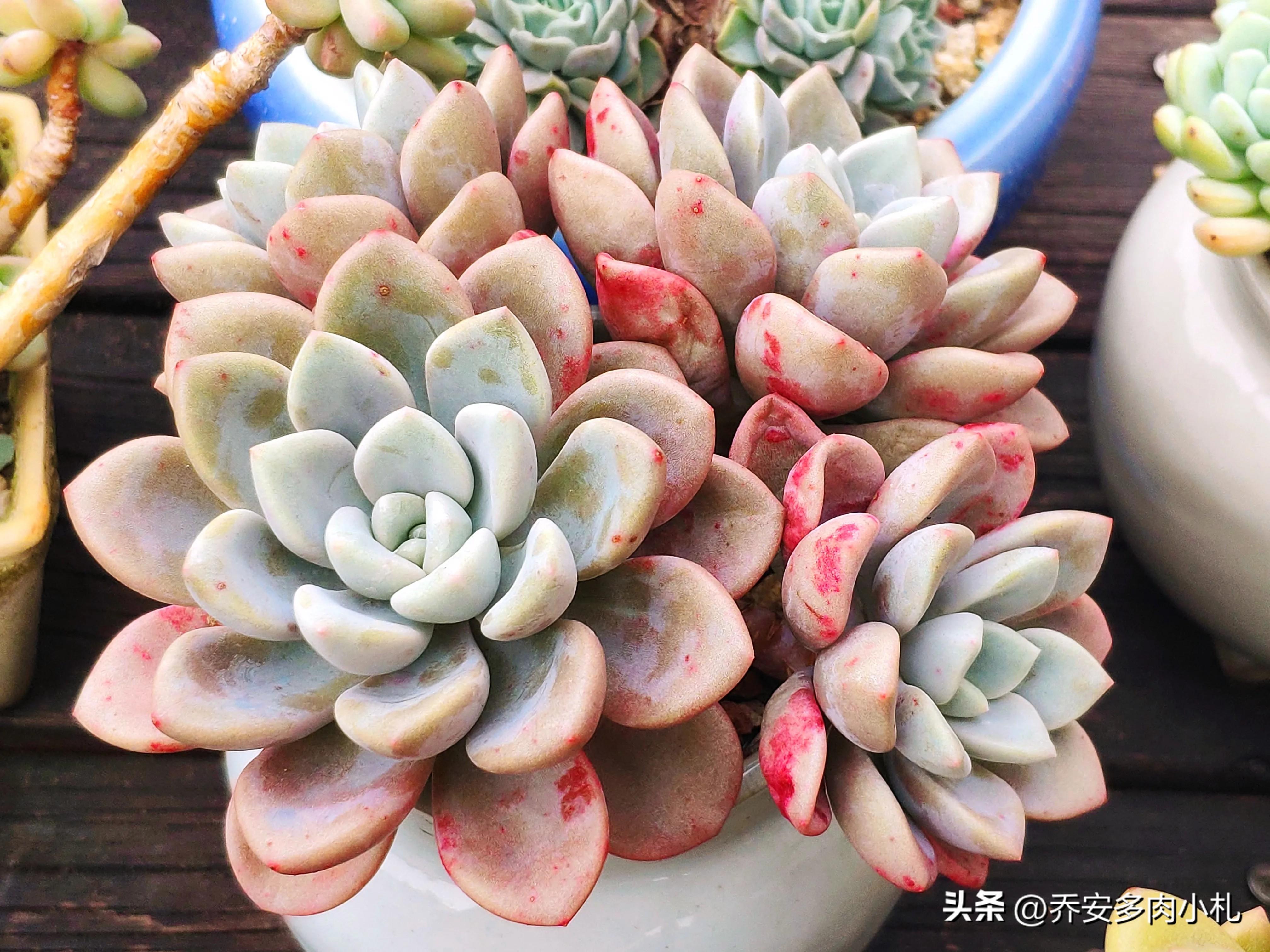 香水洛神多肉有毒嗎_香水洛神多肉_香水洛神多肉養護方法