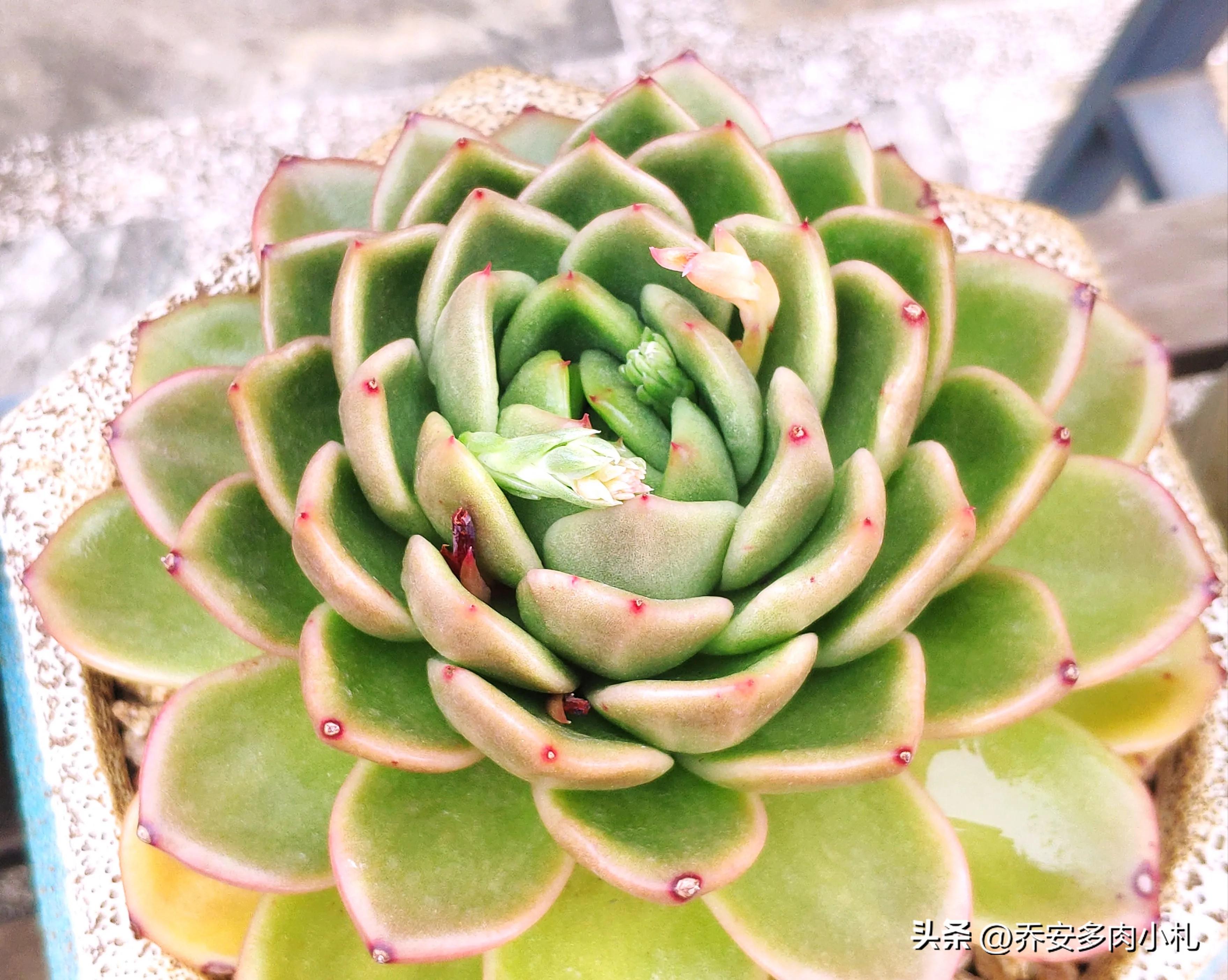 香水洛神多肉_香水洛神多肉養護方法_香水洛神多肉有毒嗎