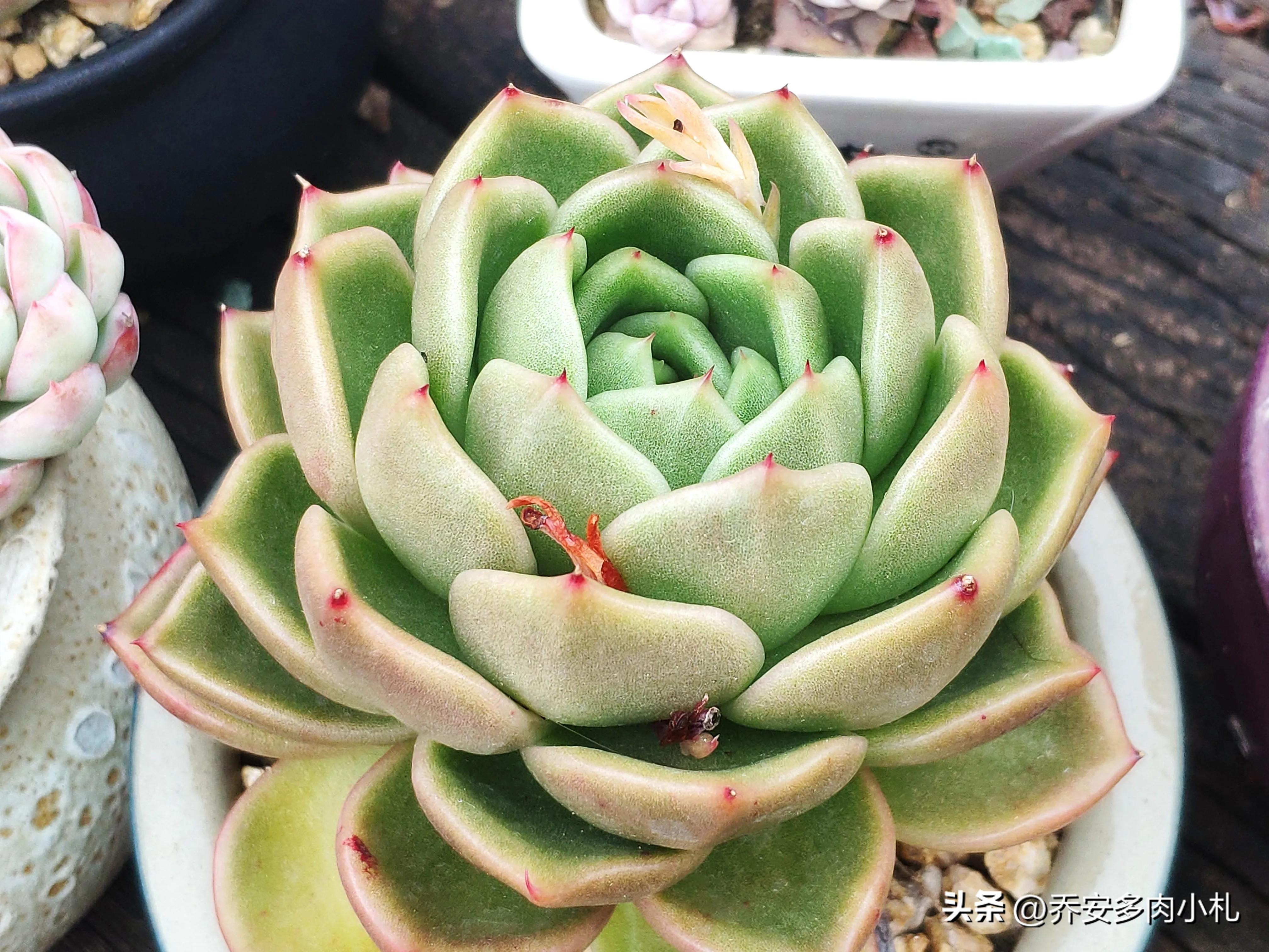 香水洛神多肉_香水洛神多肉有毒嗎_香水洛神多肉養護方法