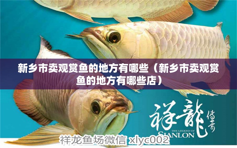 新鄉(xiāng)市賣觀賞魚的地方有哪些（新鄉(xiāng)市賣觀賞魚的地方有哪些店）
