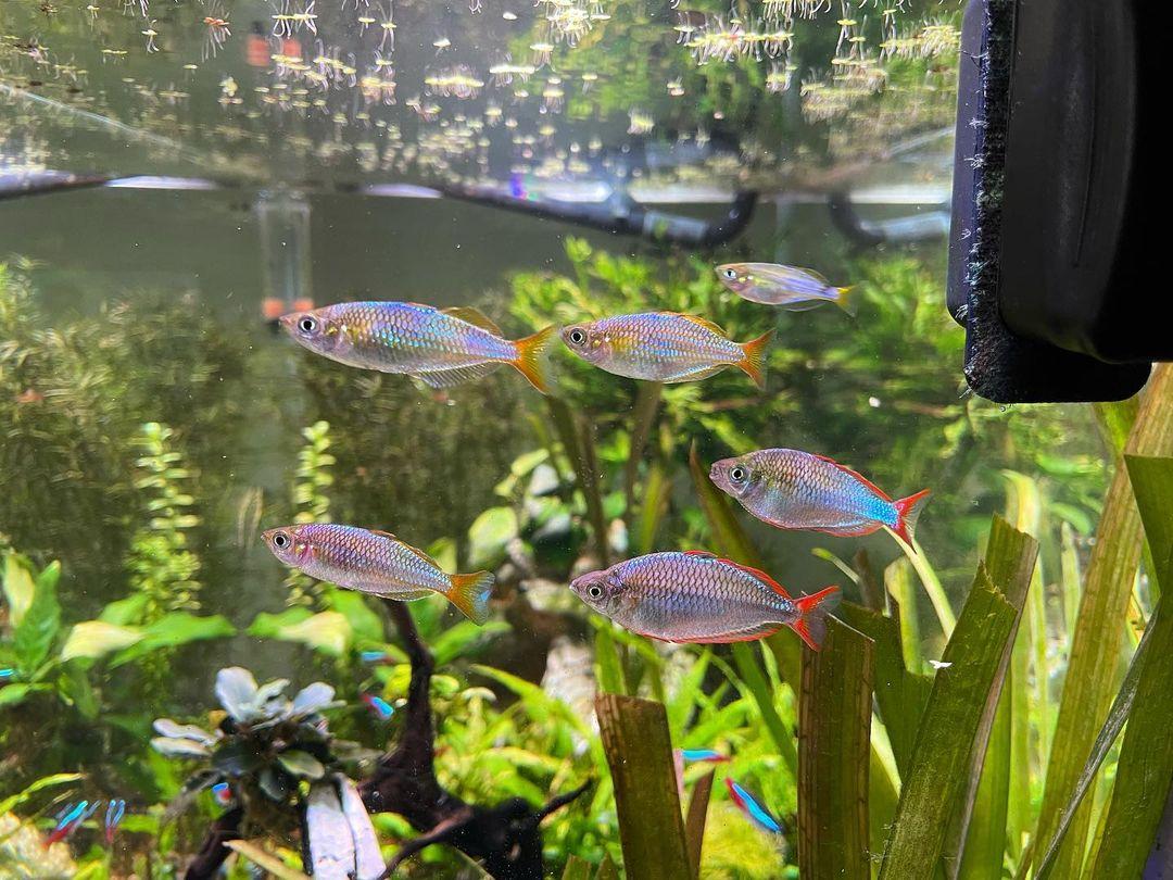 100種常見觀賞魚類名稱_有名的觀賞魚_觀賞魚的種類名字大全集