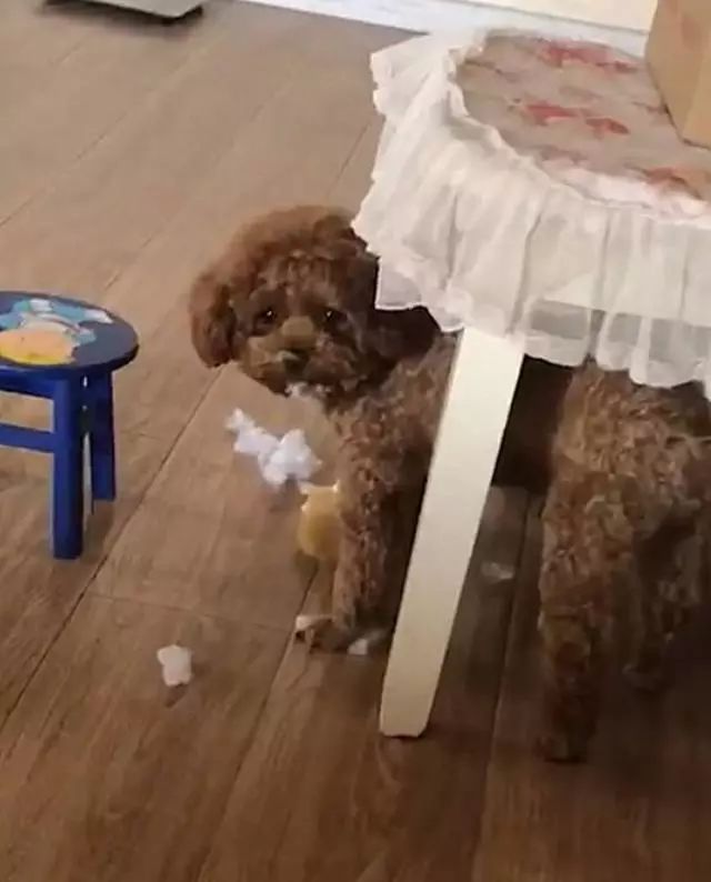 泰迪熊多肉的養(yǎng)殖_泰迪熊多肉_多肉泰迪熊能長多大