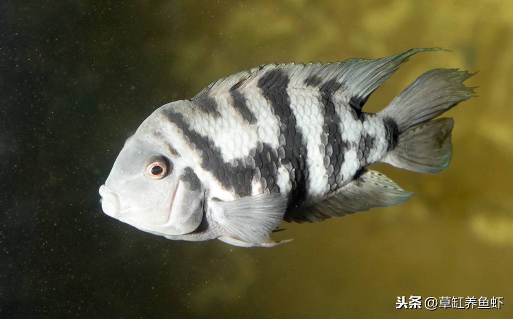 觀賞魚可繁殖_觀賞魚能繁殖_繁殖觀賞魚可以混養嗎