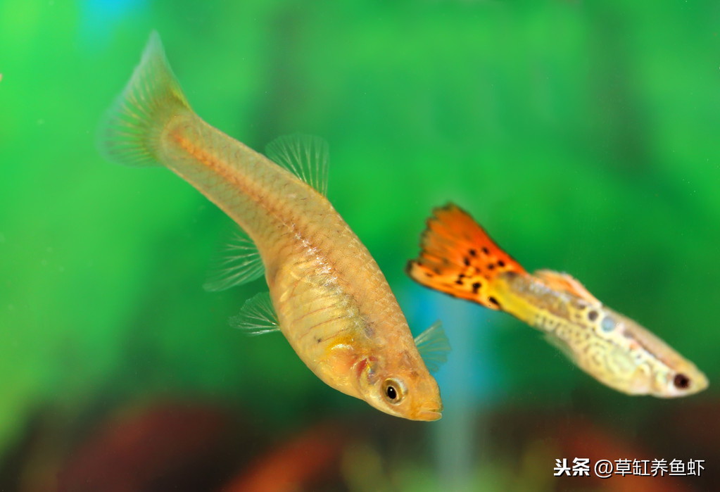 觀賞魚能繁殖_繁殖觀賞魚可以混養嗎_觀賞魚可繁殖