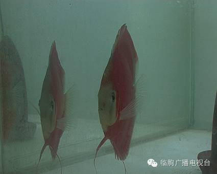 上海買魚的地方_上海買海水魚_上海哪里可以買觀賞魚