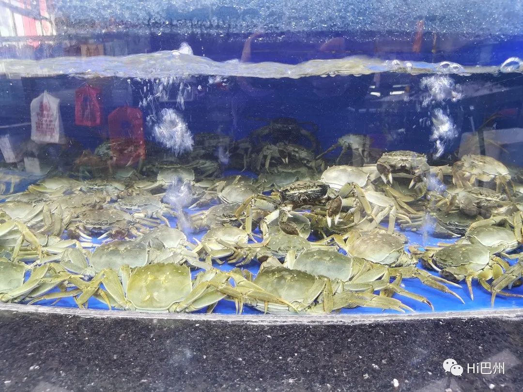 批發觀賞魚可以買嗎_哪里可以批發觀賞魚_觀賞魚批發市場進貨