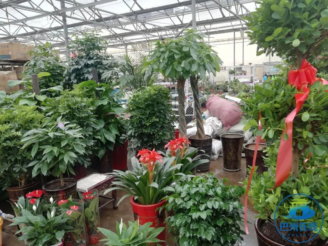 批發觀賞魚可以買嗎_觀賞魚批發市場進貨_哪里可以批發觀賞魚