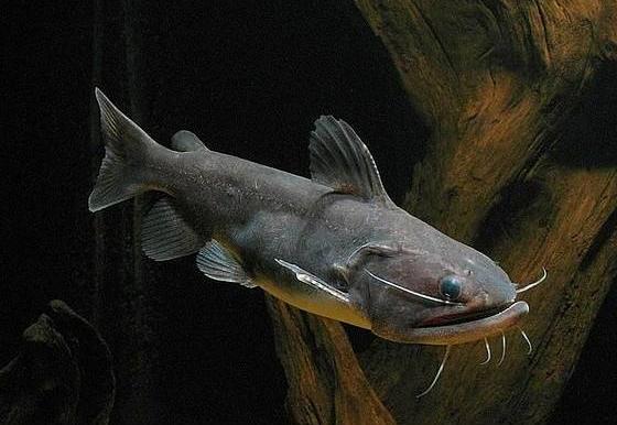 兇猛觀賞魚十大兇猛觀賞魚_兇狠觀賞魚_觀賞魚什么魚最兇猛