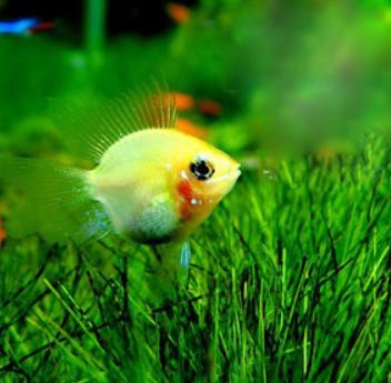 觀賞魚什么魚最兇猛_兇猛觀賞魚十大兇猛觀賞魚_兇狠觀賞魚