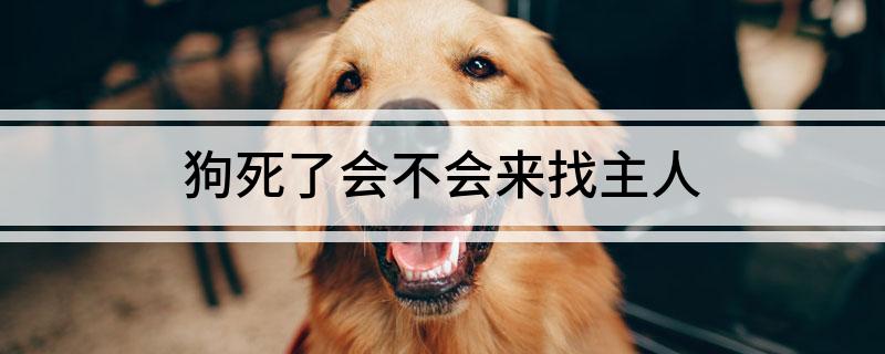 狗死了會不會來找主人