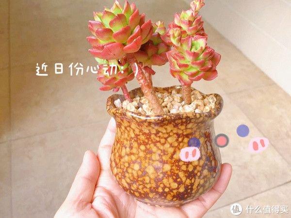 養多肉勞動小竅門_多肉勞爾好養嗎_養多肉的用處