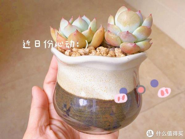 養多肉的用處_多肉勞爾好養嗎_養多肉勞動小竅門