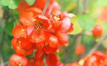 2023年屬狗人歲數查詢 2023年歲數表最新