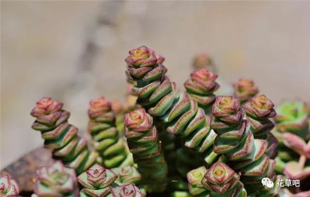 多肉怎么養，多曬太陽，少澆水，你也能夠養好！