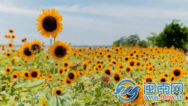 老婆婦女節祝福語簡短優美_三八婦女節祝福老婆_祝福老婆婦女節快樂的句子